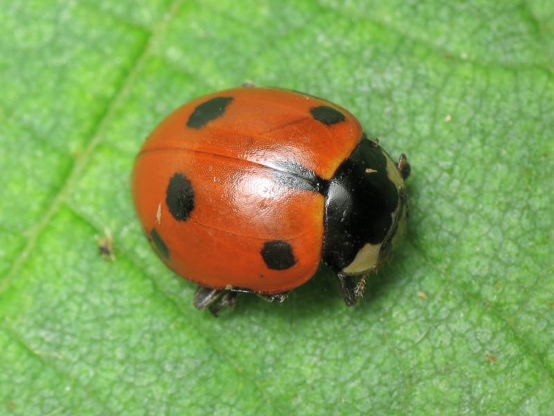 Hippodamia undecimnotata (Schneider, 1792)